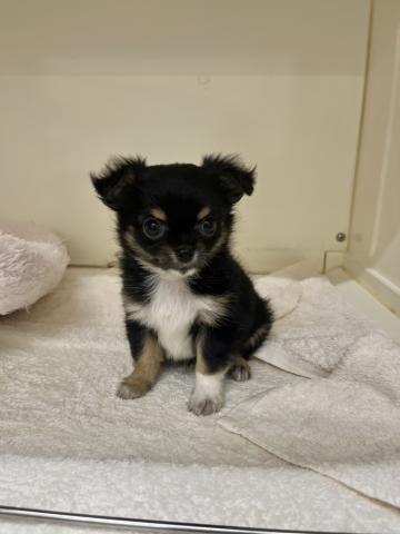 新潟県のチワワ(ロング) (ペットアミ 小千谷店/2025年10月1日生まれ/男の子/ブラックホワイトタン)の子犬の3枚目の画像