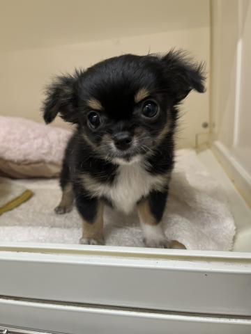 新潟県のチワワ(ロング) (ペットアミ 小千谷店/2025年10月1日生まれ/男の子/ブラックホワイトタン)の子犬の4枚目の画像