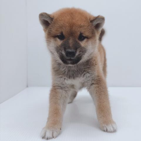 新潟県の柴犬(標準サイズ) (ペットアミ 新津店/2025年9月11日生まれ/男の子/赤)の子犬の4枚目の画像