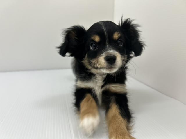 MIXチワワ×パピヨン