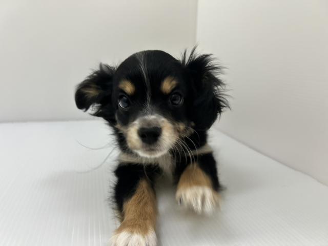 千葉県のMIXチワワ×パピヨン (ペットアミ 館山店/2025年9月25日生まれ/男の子/ブラックタンホワイト)の子犬の2枚目の画像