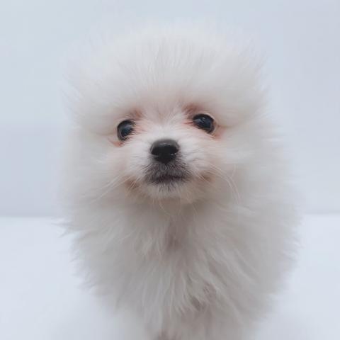 ポメラニアン