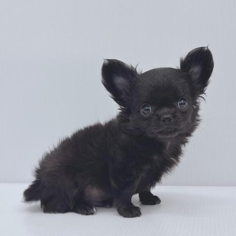 チワワ（ロングコート）