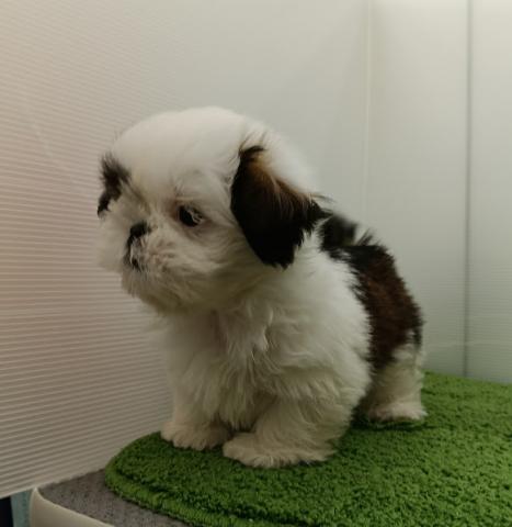 秋田県のシーズー (ペットアミ 本荘インター店/2025年9月27日生まれ/男の子/ホワイトゴールド)の子犬の4枚目の画像