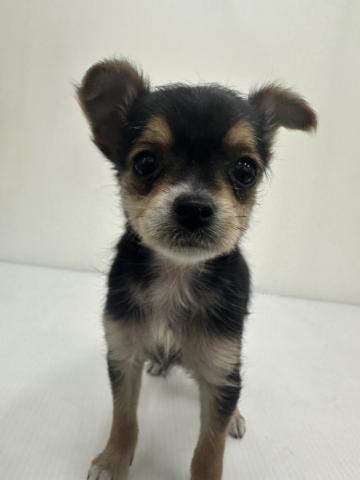 MIXチワワ×ヨーキー