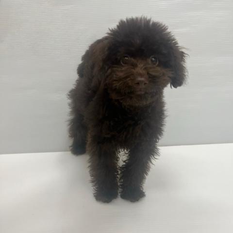 トイプードル