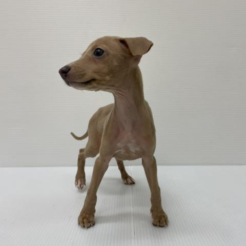 新潟県のイタリアングレーハウンド (ペットアミ 新発田店/2025年8月16日生まれ/女の子/フォーン)の子犬の1枚目の画像