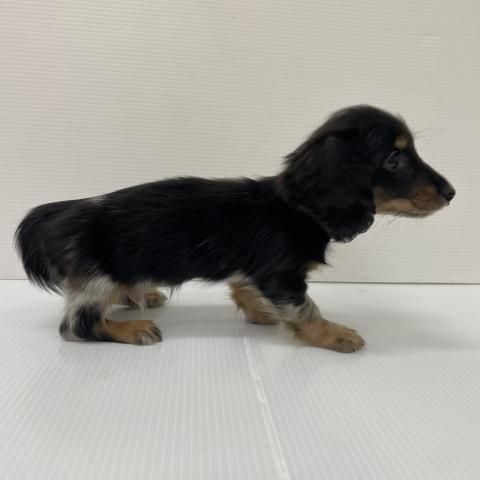 新潟県のミニチュアダックスフンド(ロング) (ペットアミ 新発田店/2025年10月11日生まれ/男の子/シルバーダップル)の子犬の2枚目の画像