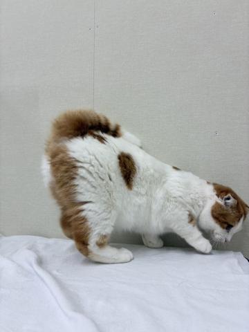 富山県のスコティッシュフォールド (ペットアミ宮野店/2025年7月6日生まれ/男の子/レッドタビーホワイト)の子猫の3枚目の画像