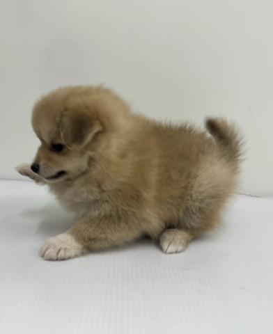 和歌山県のMIXポメラニアン×ビション (ペットアミ 紀ノ川店/2025年10月24日生まれ/女の子/クリーム)の子犬の2枚目の画像