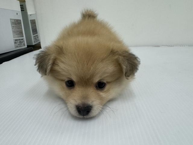 和歌山県のMIXポメラニアン×ビション (ペットアミ 紀ノ川店/2025年10月24日生まれ/女の子/クリーム)の子犬の3枚目の画像