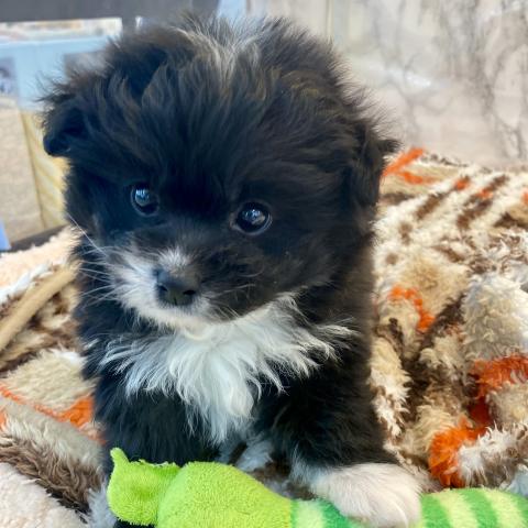 MIXトイプードル×チワワ