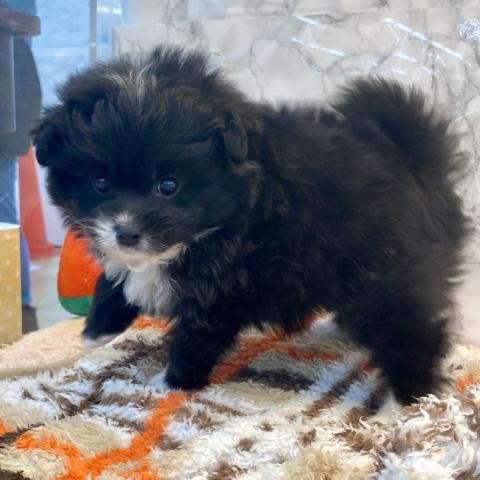 MIXトイプードル×チワワ