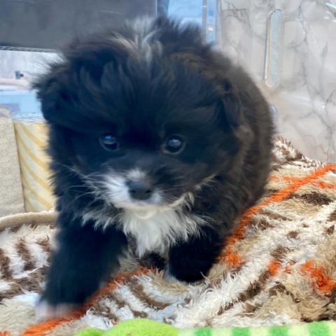 MIXトイプードル×チワワ