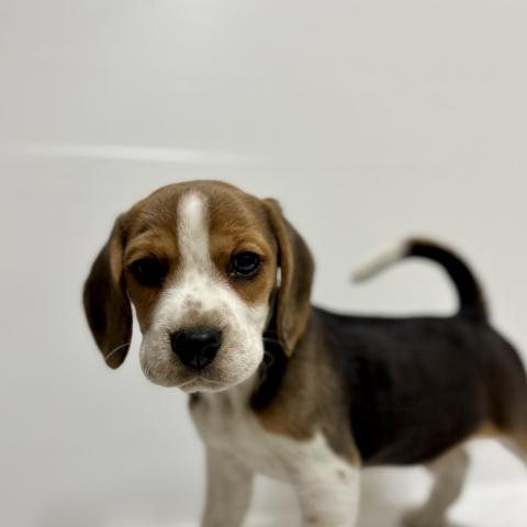 ビーグル