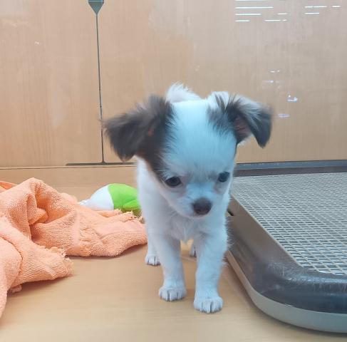 チワワ（ロングコート）