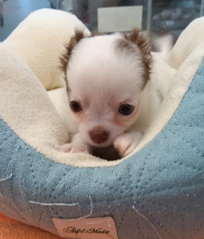 チワワ（ロングコート）