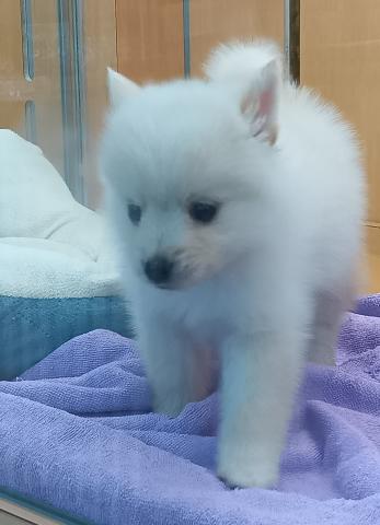 MIXポメラニアン×ポンスキー(ポメラニアン×ハスキー)