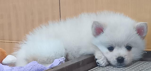 MIXポメラニアン×ポンスキー(ポメラニアン×ハスキー)