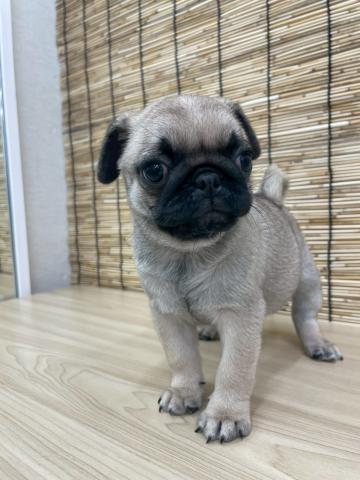 青森県のパグ (ペットアミ 弘前店/2025年8月20日生まれ/女の子/フォーン)の子犬の1枚目の画像