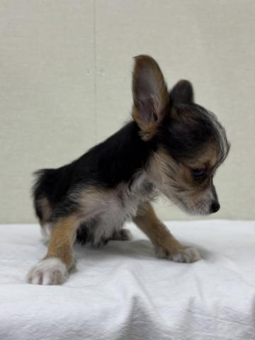 MIXチワワ×ヨーキー