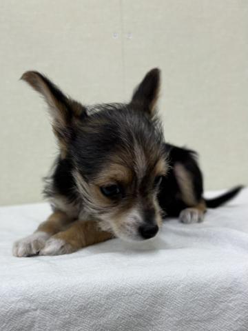 MIXチワワ×ヨーキー