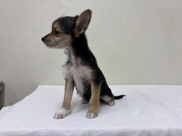 MIXチワワ×ヨーキー