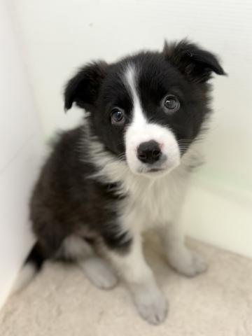 新潟県のボーダーコリー (ペットアミ 新潟西店/2025年9月12日生まれ/男の子/ブラックホワイト)の子犬の1枚目の画像