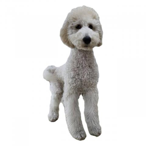 大阪府のスタンダードプードル (NICO PET Select 和泉中央店/2025年8月17日生まれ/女の子/クリーム)の子犬の4枚目の画像