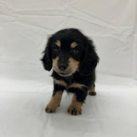 大阪府のミニチュアダックスフンド(ロング) (NICO PET Select 和泉中央店/2025年6月21日生まれ/男の子/ブラックイエロー)の子犬の2枚目の画像