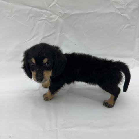 大阪府のミニチュアダックスフンド(ロング) (NICO PET Select 和泉中央店/2025年6月21日生まれ/男の子/ブラックイエロー)の子犬の3枚目の画像