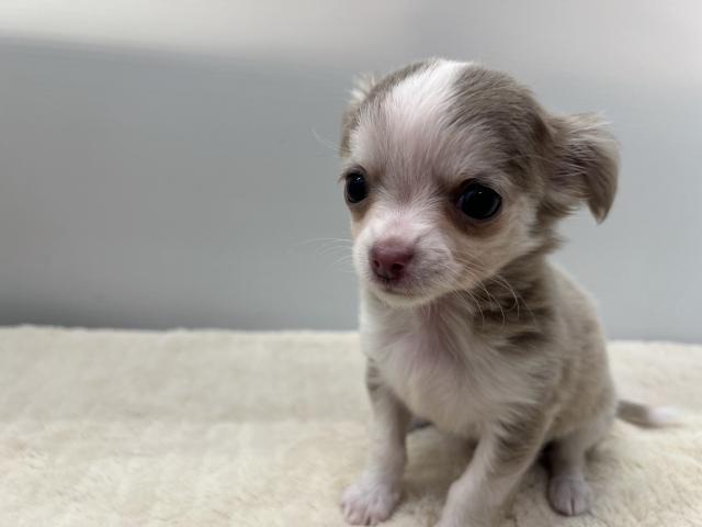 チワワ（ロングコート）