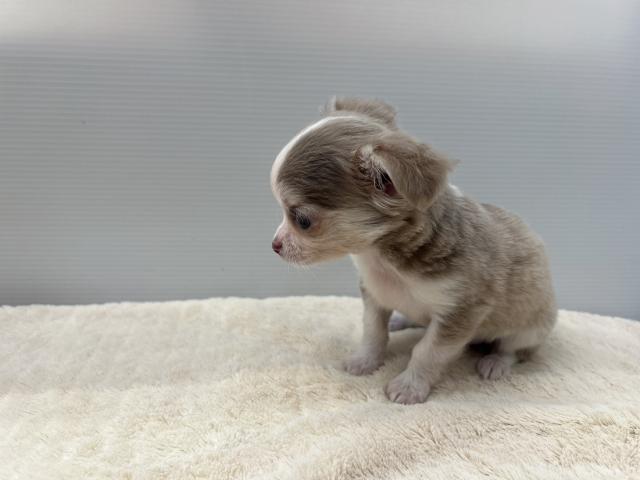 チワワ（ロングコート）