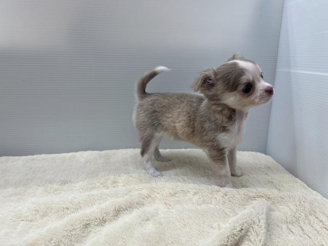 チワワ（ロングコート）