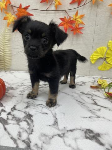 秋田県のチワックス(チワワ×ダックス) (ペットアミ 能代東インター店/2025年9月8日生まれ/男の子/ブラックタン)の子犬の1枚目の画像