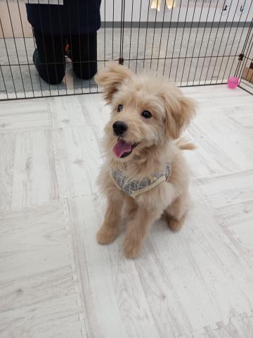 秋田県のポメプー(ポメラニアン×プードル) (ペットアミ 能代東インター店/2025年7月18日生まれ/女の子/アプリコット)の子犬の2枚目の画像