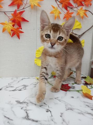 秋田県のMIX（雑種） (ペットアミ 能代東インター店/2025年9月6日生まれ/男の子/ルディ)の子猫の2枚目の画像