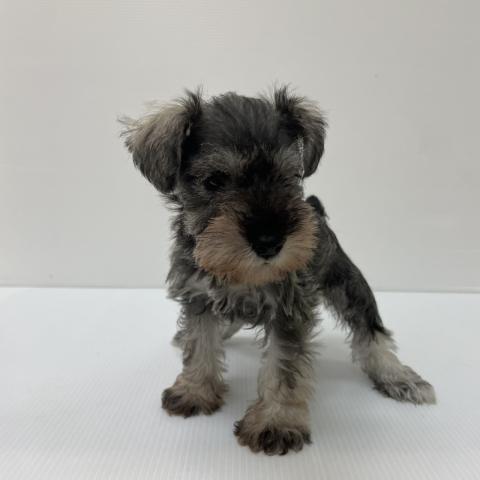 ミニチュアシュナウザー