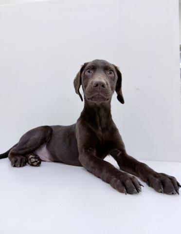 和歌山県のラブラドールレトリーバー (ペットアミ 紀ノ川店/2025年7月26日生まれ/男の子/チョコレート)の子犬の2枚目の画像