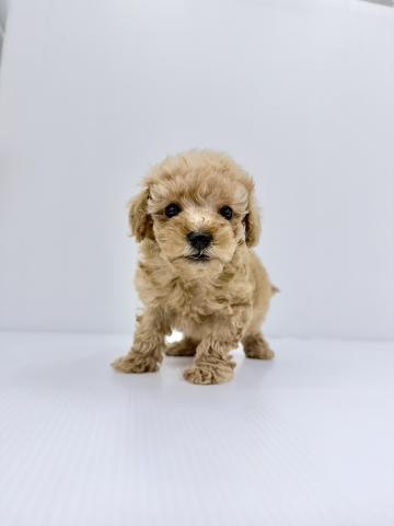 和歌山県のトイプードル(トイ) (ペットアミ 紀ノ川店/2025年9月27日生まれ/男の子/レッド)の子犬の1枚目の画像