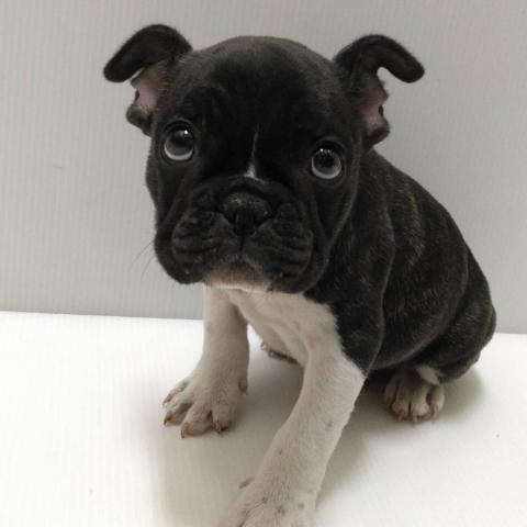 岩手県のフレンチブルドッグ (ペットアミ 花巻店/2025年9月21日生まれ/男の子/ブリンドルホワイト)の子犬