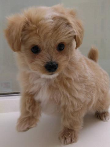 岩手県のハーフ犬・ミックス犬 (ペットアミ 花巻店/2025年10月11日生まれ/男の子/クリーム)の子犬の1枚目の画像