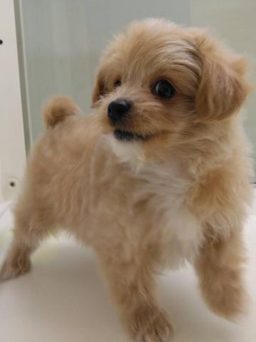 岩手県のハーフ犬・ミックス犬 (ペットアミ 花巻店/2025年10月11日生まれ/男の子/クリーム)の子犬の2枚目の画像