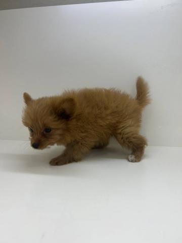 奈良県のポメプー(ポメラニアン×プードル) (ペットアミ 田原本店/2025年7月26日生まれ/女の子/レッド)の子犬の2枚目の画像