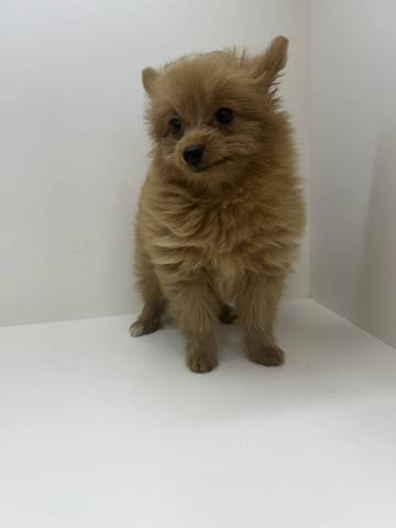 奈良県のポメプー(ポメラニアン×プードル) (ペットアミ 田原本店/2025年7月26日生まれ/女の子/レッド)の子犬の4枚目の画像