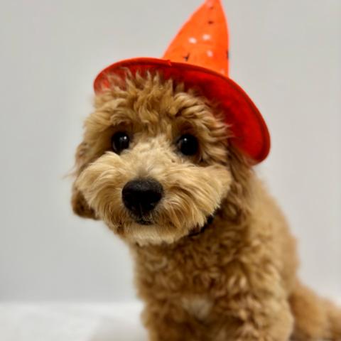 新潟県のハーフ犬・ミックス犬 (ペットアミ 加茂店/2025年3月23日生まれ/男の子/アプリコットその他)の子犬の3枚目の画像