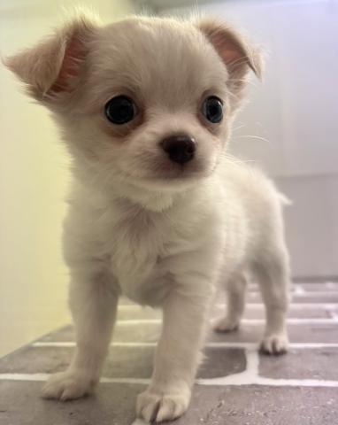 チワワ(ロングコート)