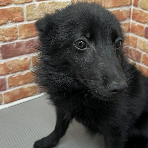 石川県のスキッパーキ (ペットアミ 津幡店/2025年7月13日生まれ/男の子/ブラック)の子犬の4枚目の画像