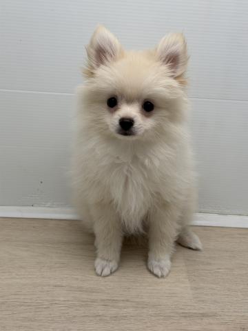 ポメラニアン
