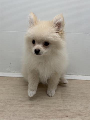 ポメラニアン